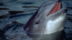 Біла морська свиня